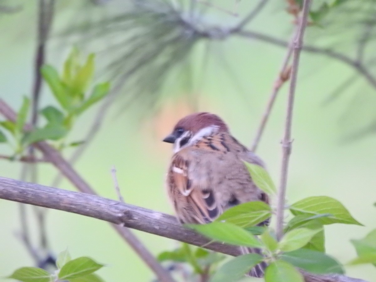 Eurasian Tree Sparrow - Crystal  Wilson