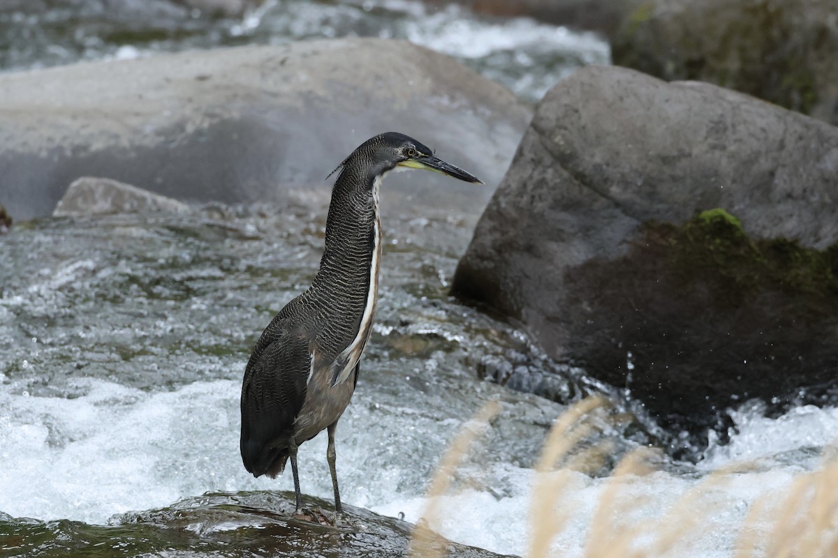 Fasciated Tiger-Heron - E R