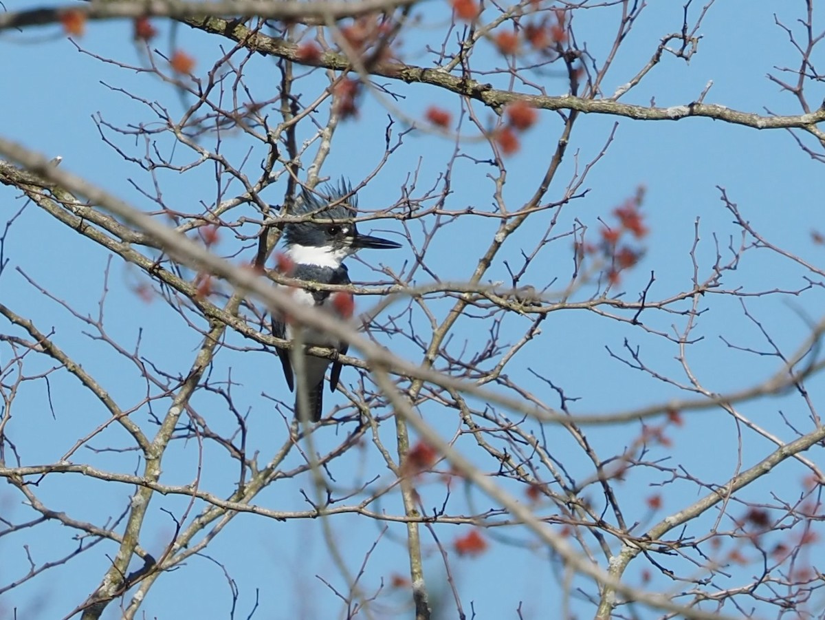 Belted Kingfisher - ML557472841