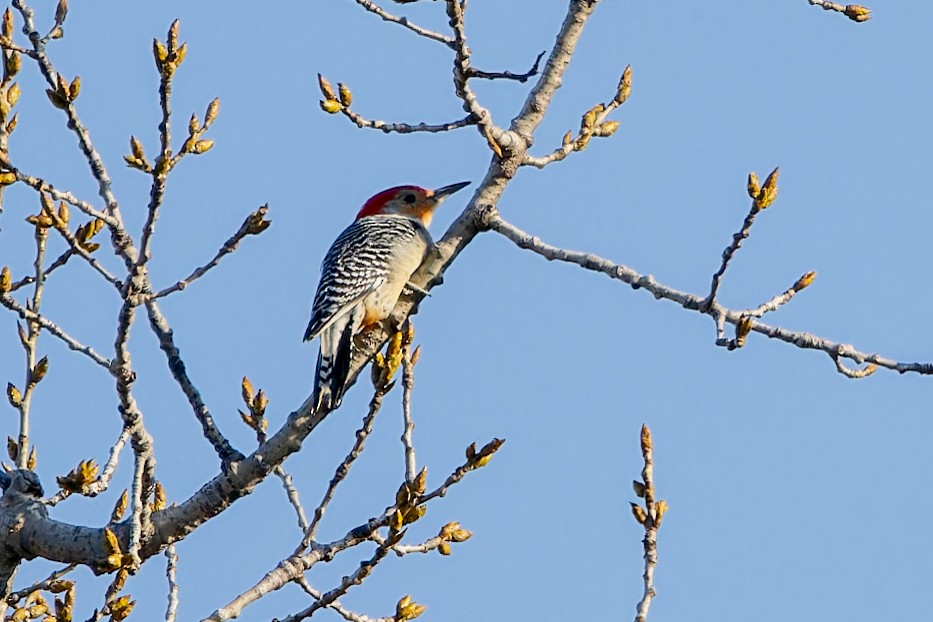 Red-bellied Woodpecker - Stéphane Lair