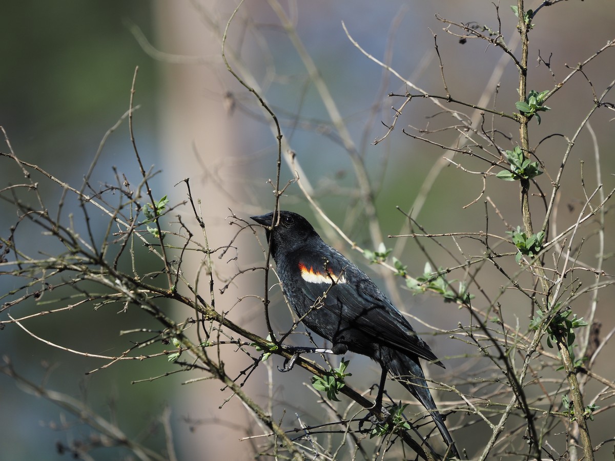 Red-winged Blackbird - ML557473851