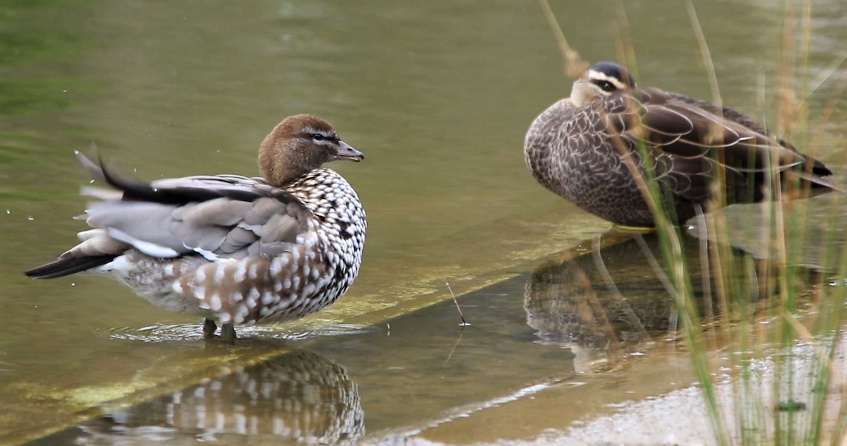 Maned Duck - Thalia and Darren Broughton