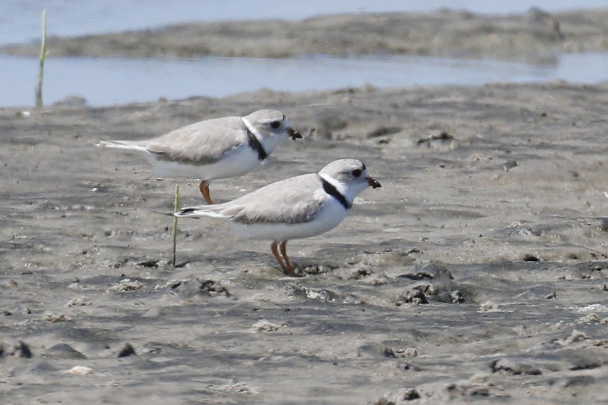 Piping Plover - Donna Pomeroy