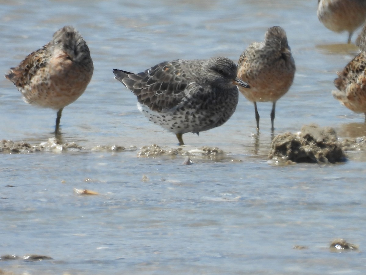 Surfbird - ML557476921