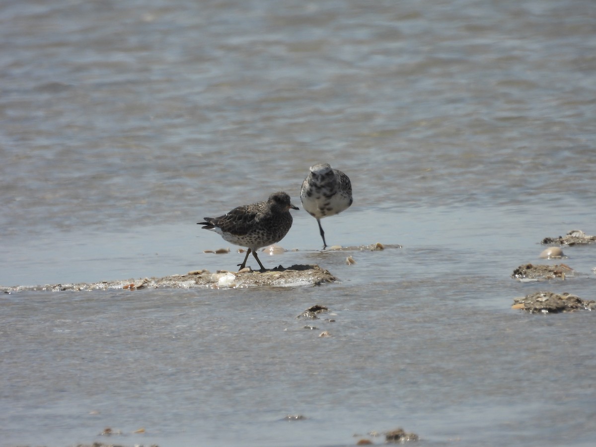 Surfbird - ML557476931