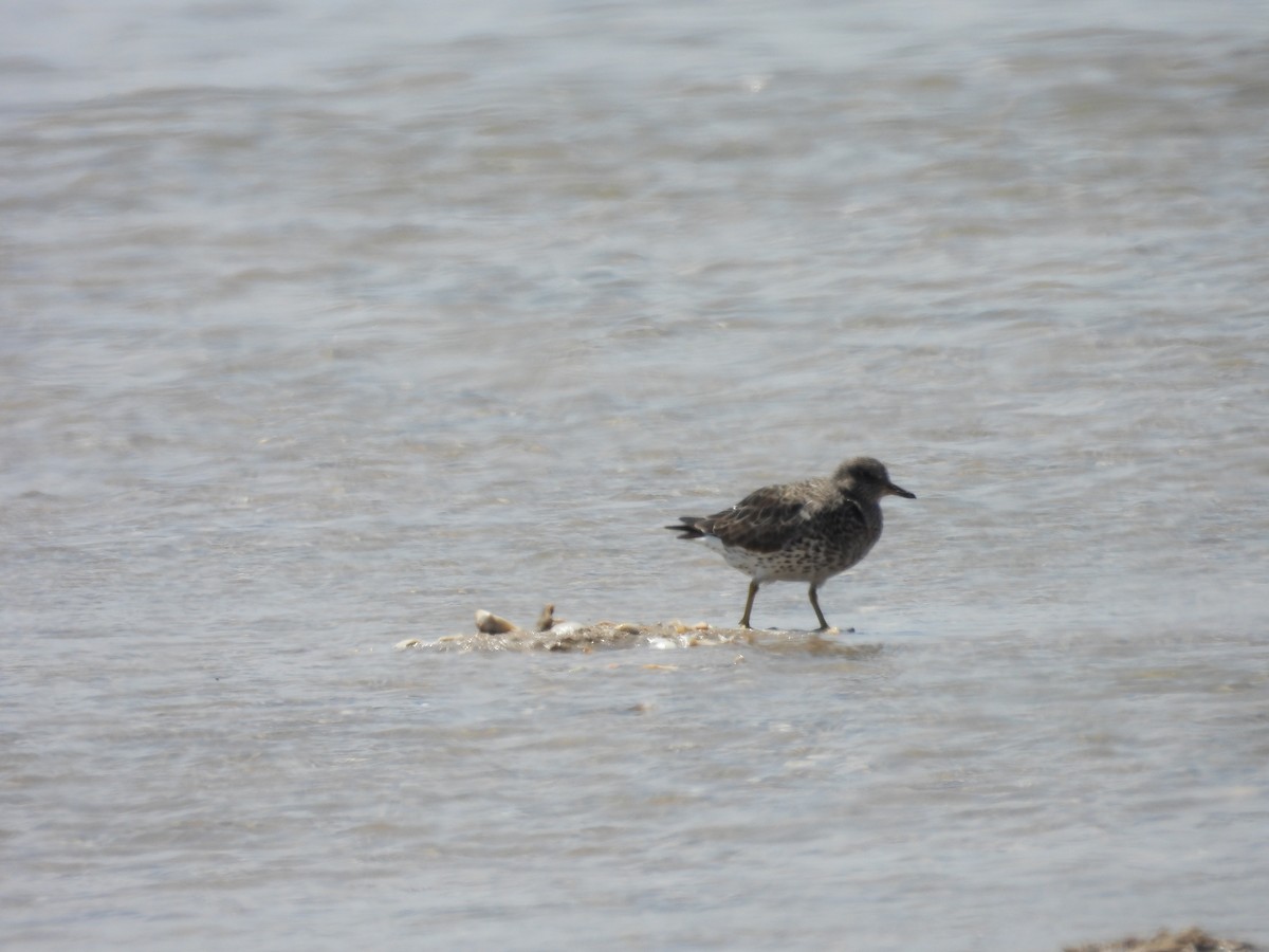 Surfbird - ML557476951