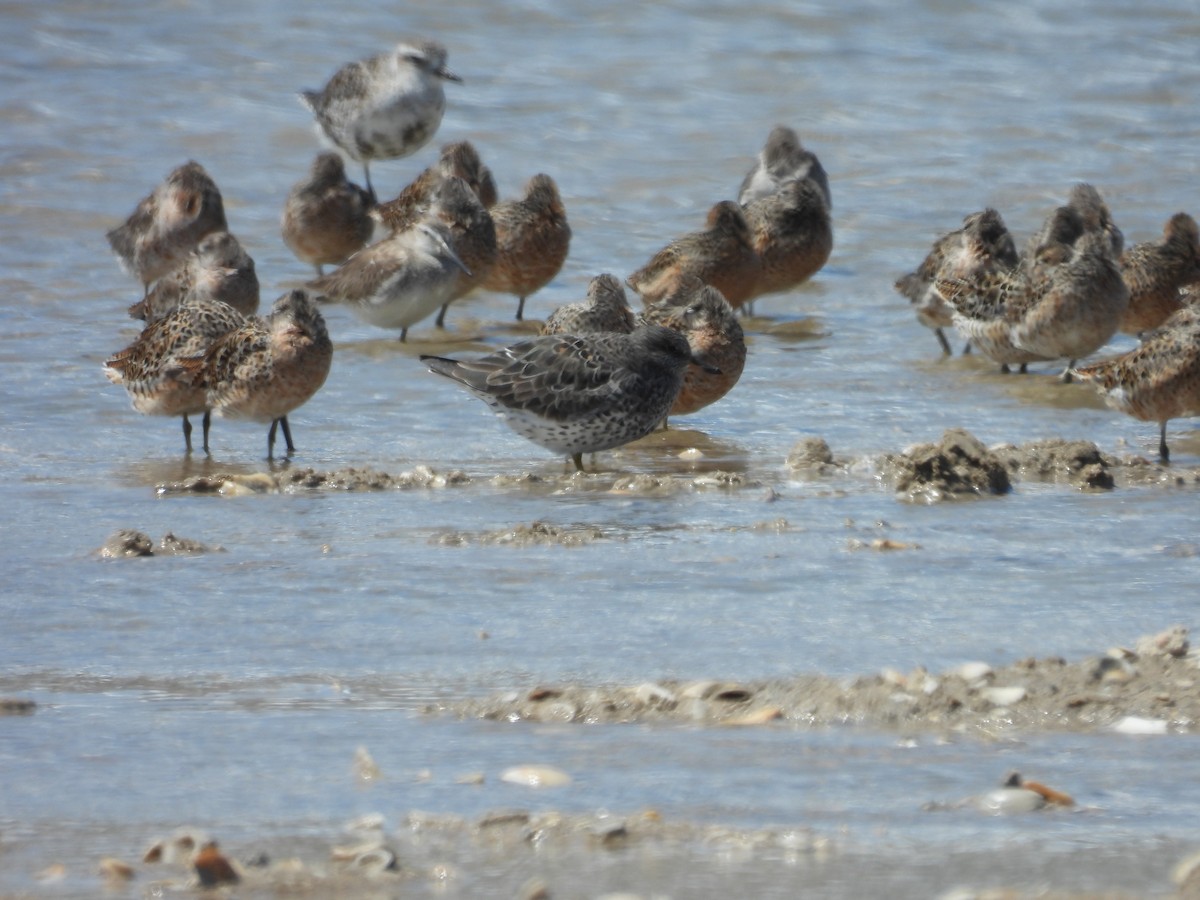 Surfbird - ML557476961