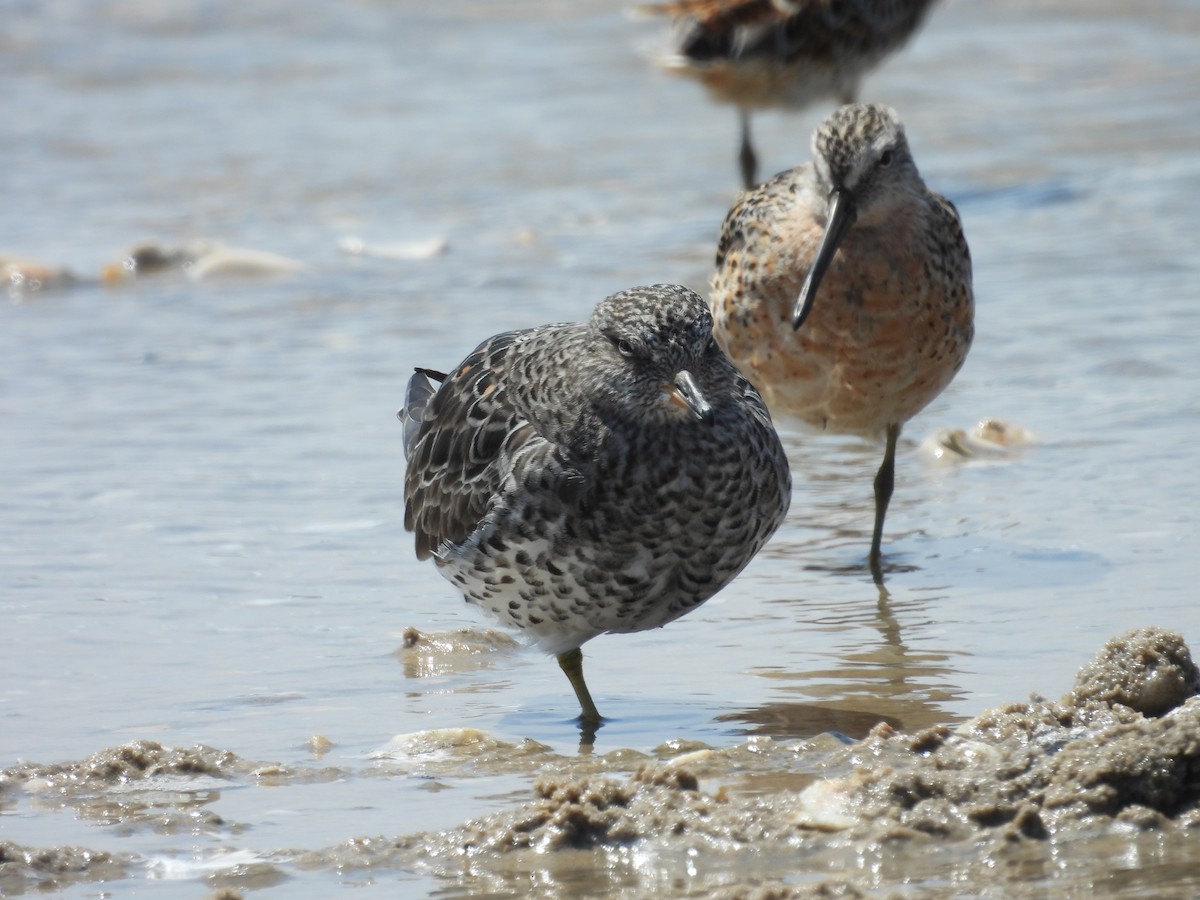 Surfbird - ML557476971