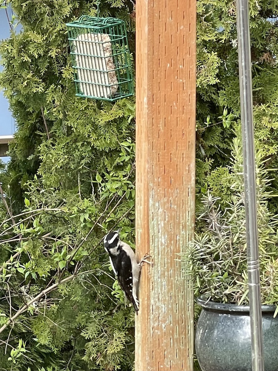 Downy Woodpecker - ML557476991