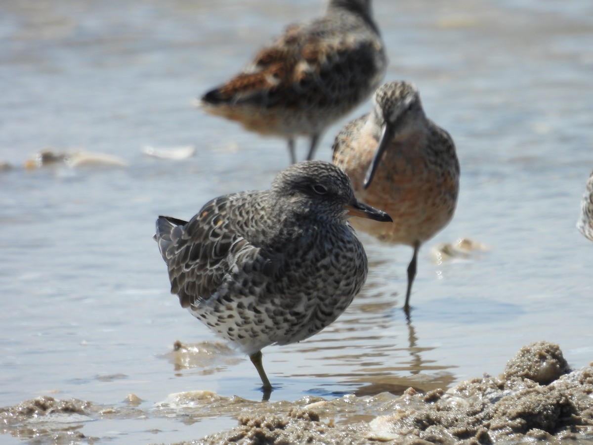 Surfbird - ML557477001