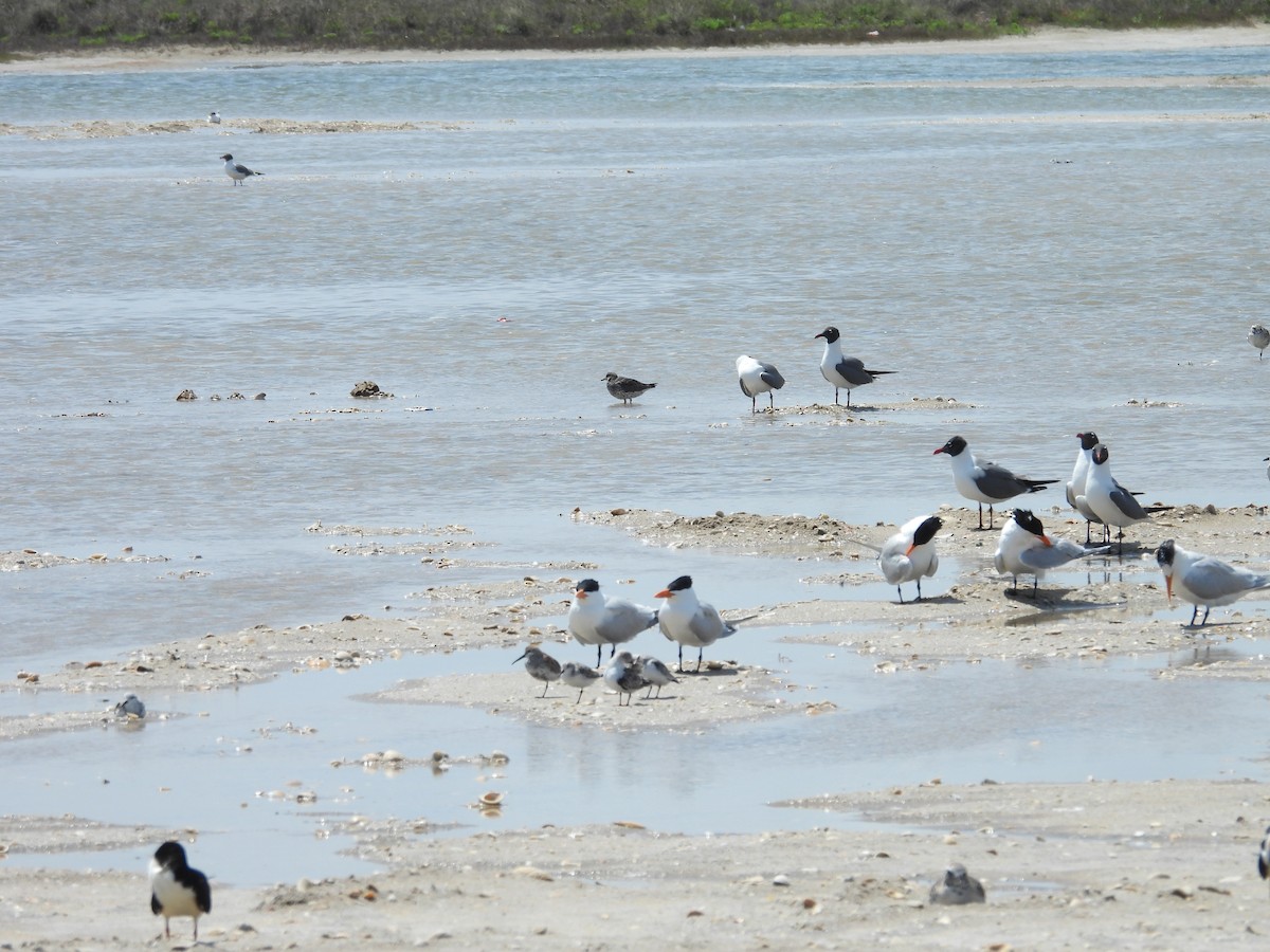 Surfbird - ML557477011