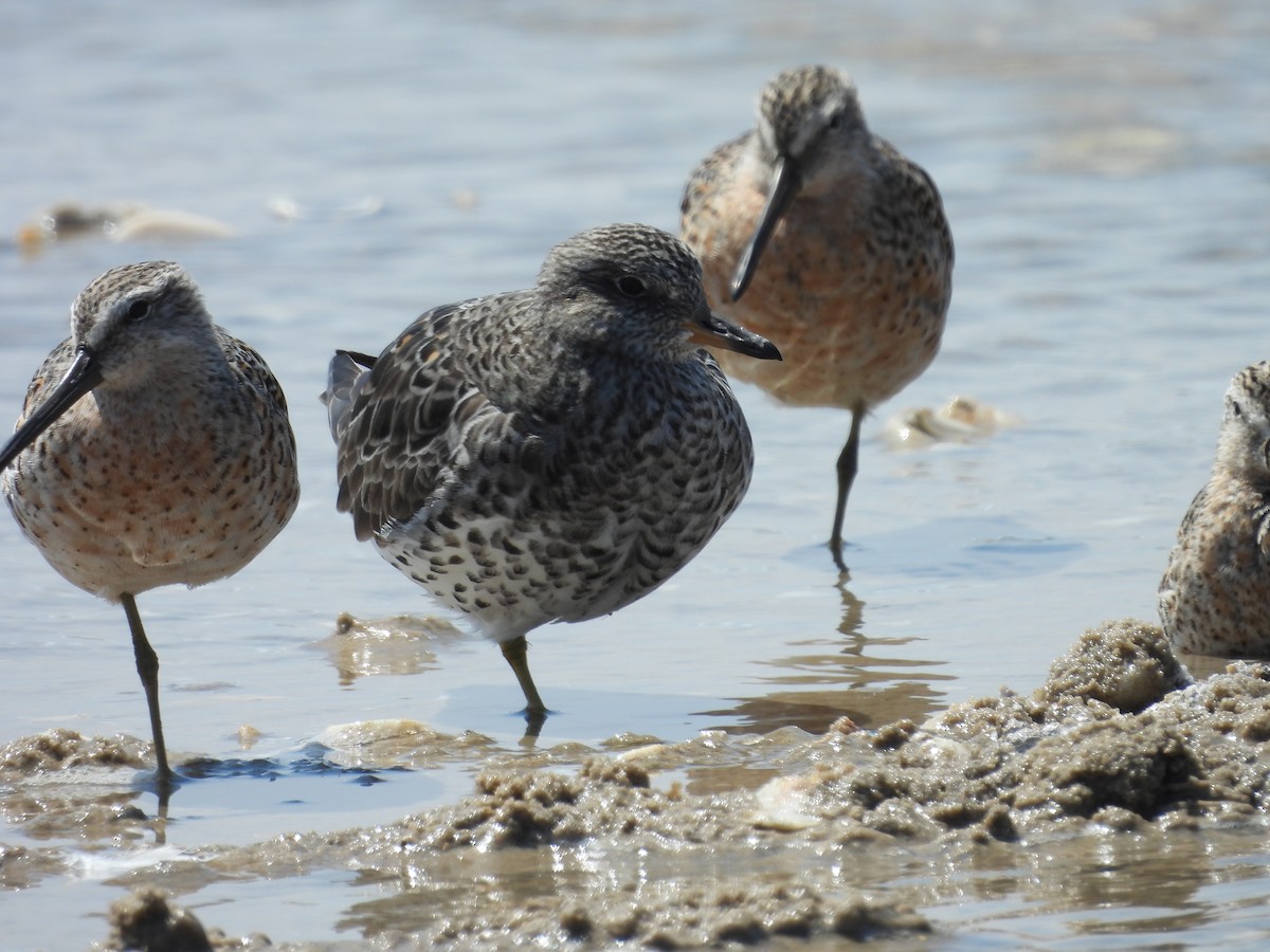 Surfbird - ML557477021