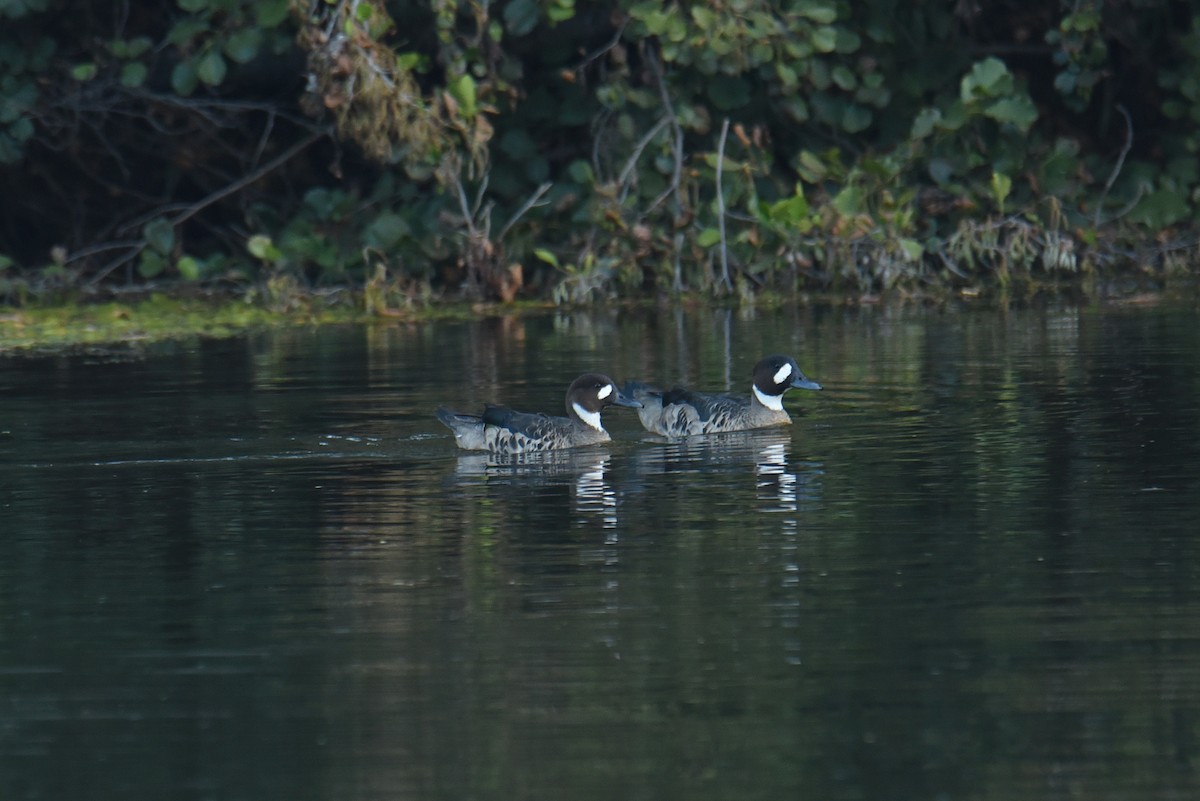 Spectacled Duck - ML557477291
