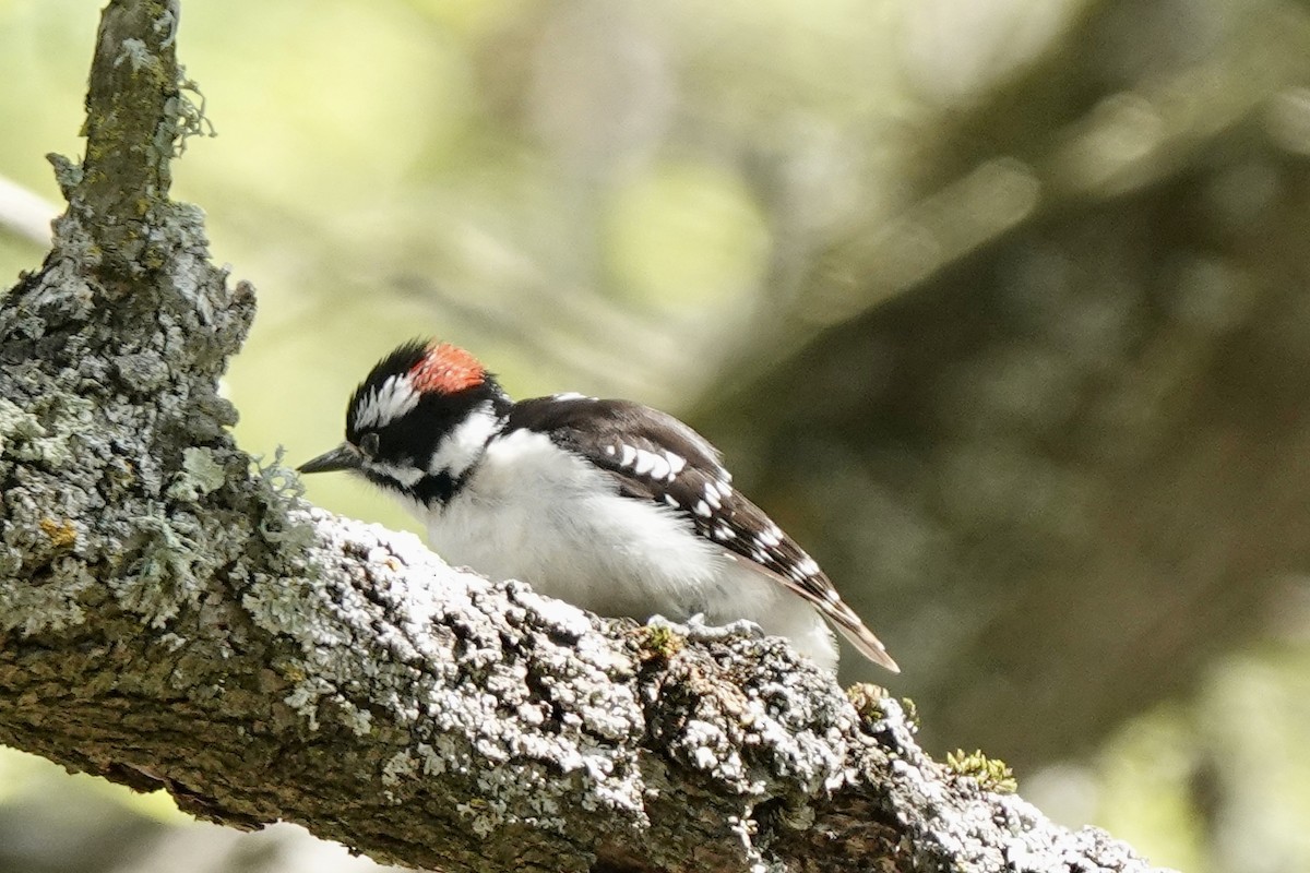 Downy Woodpecker - Bob Greenleaf