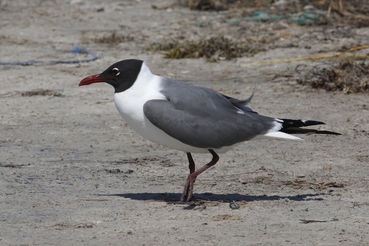 Laughing Gull - Donna Pomeroy