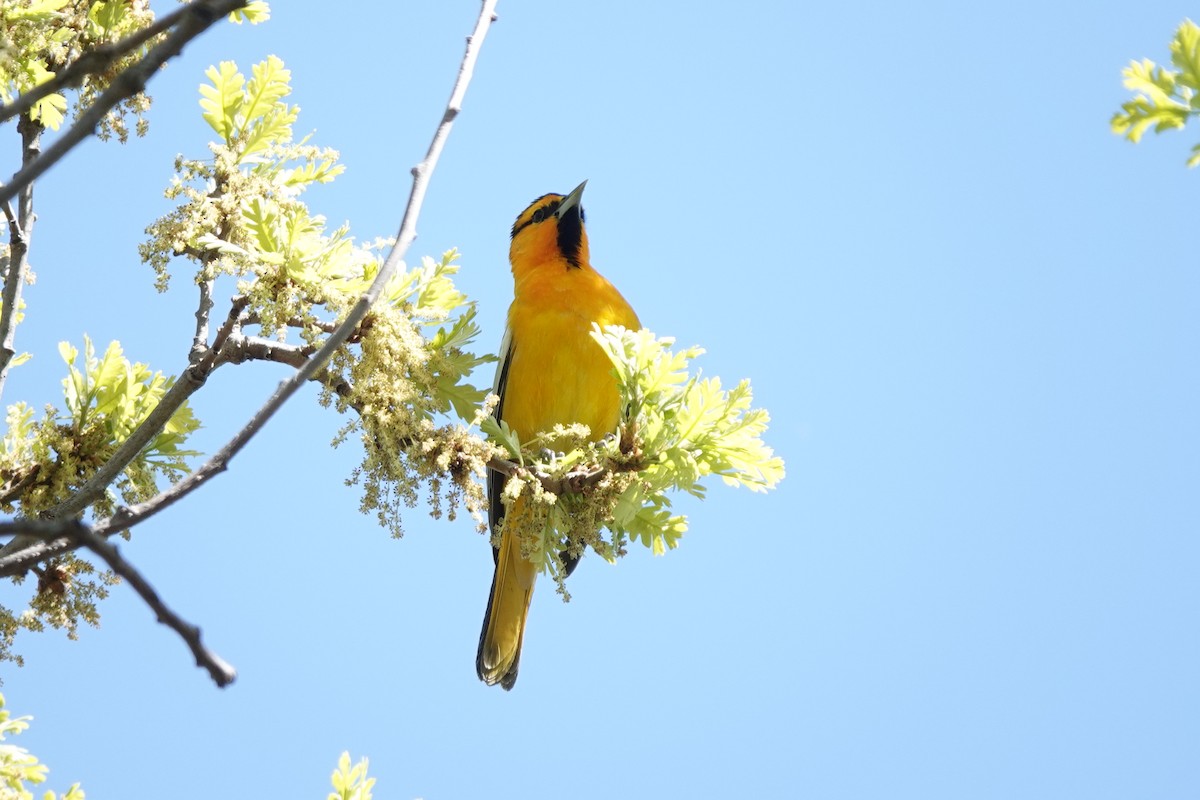 Bullock's Oriole - Bob Greenleaf