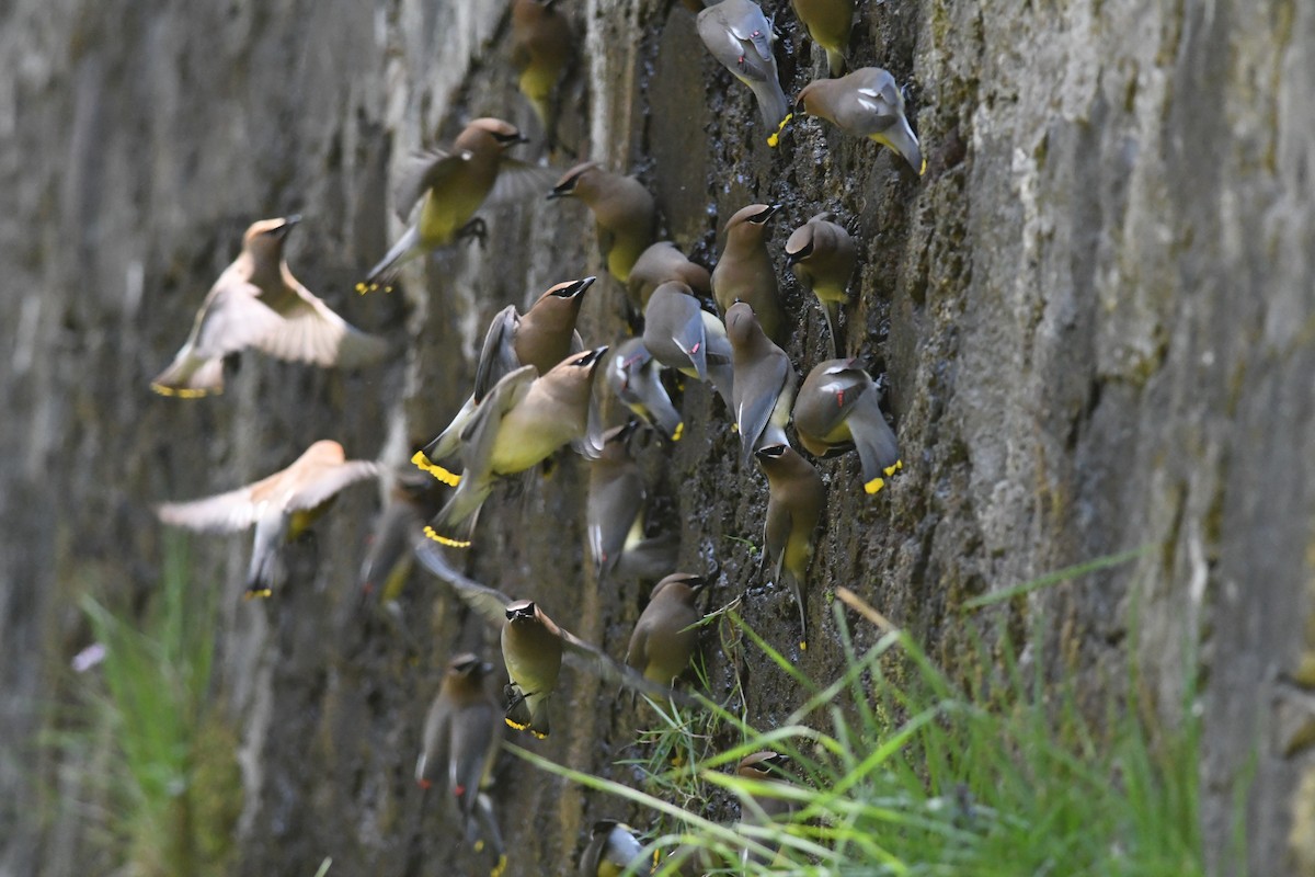 Cedar Waxwing - ML557478301