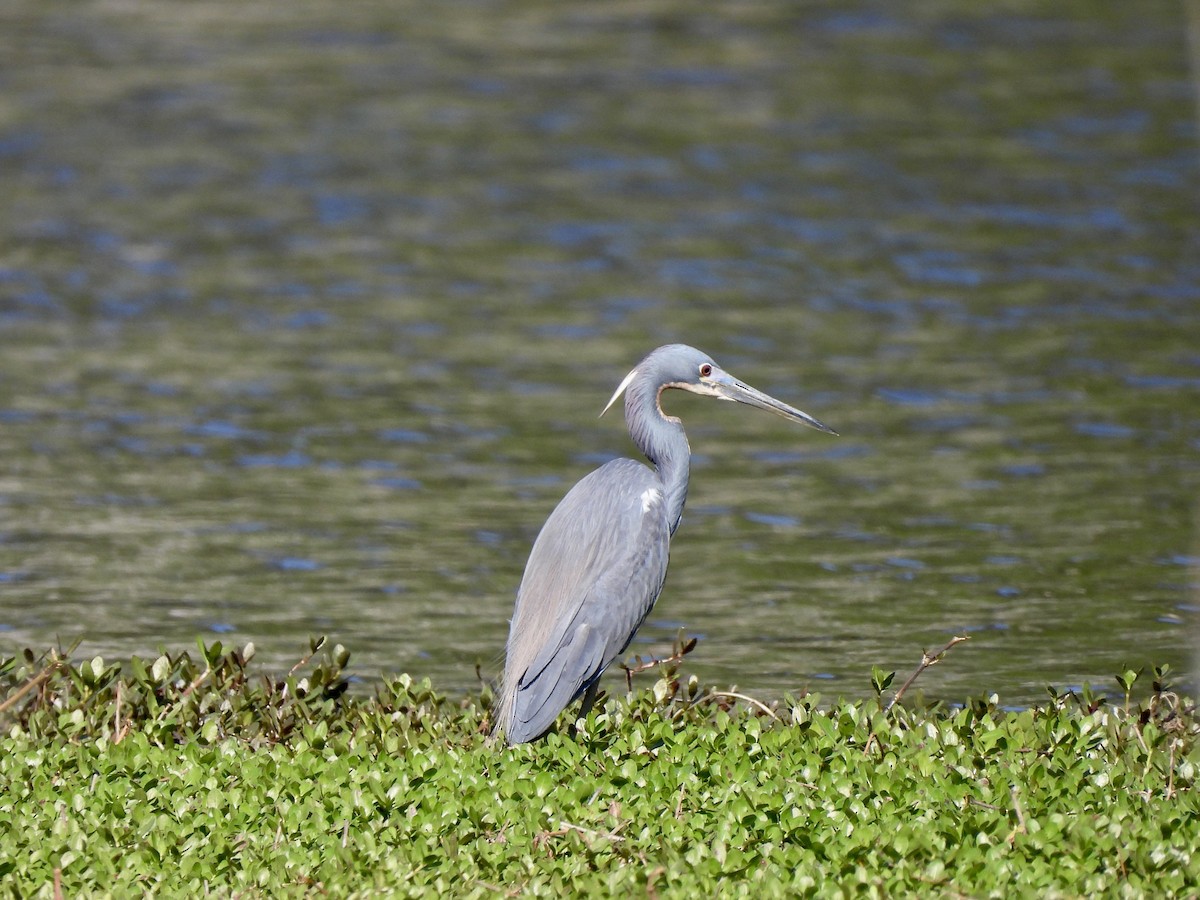 Tricolored Heron - ML557478521