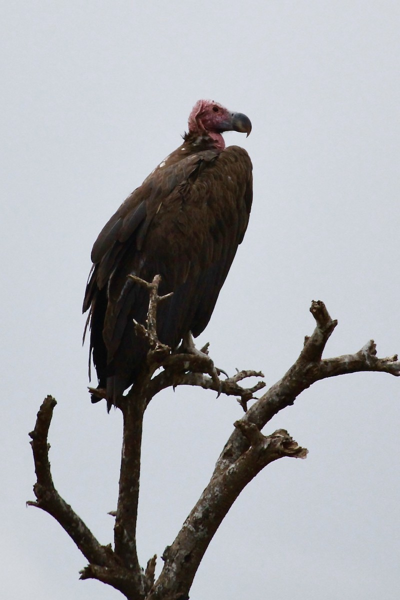 Lappet-faced Vulture - ML557478691