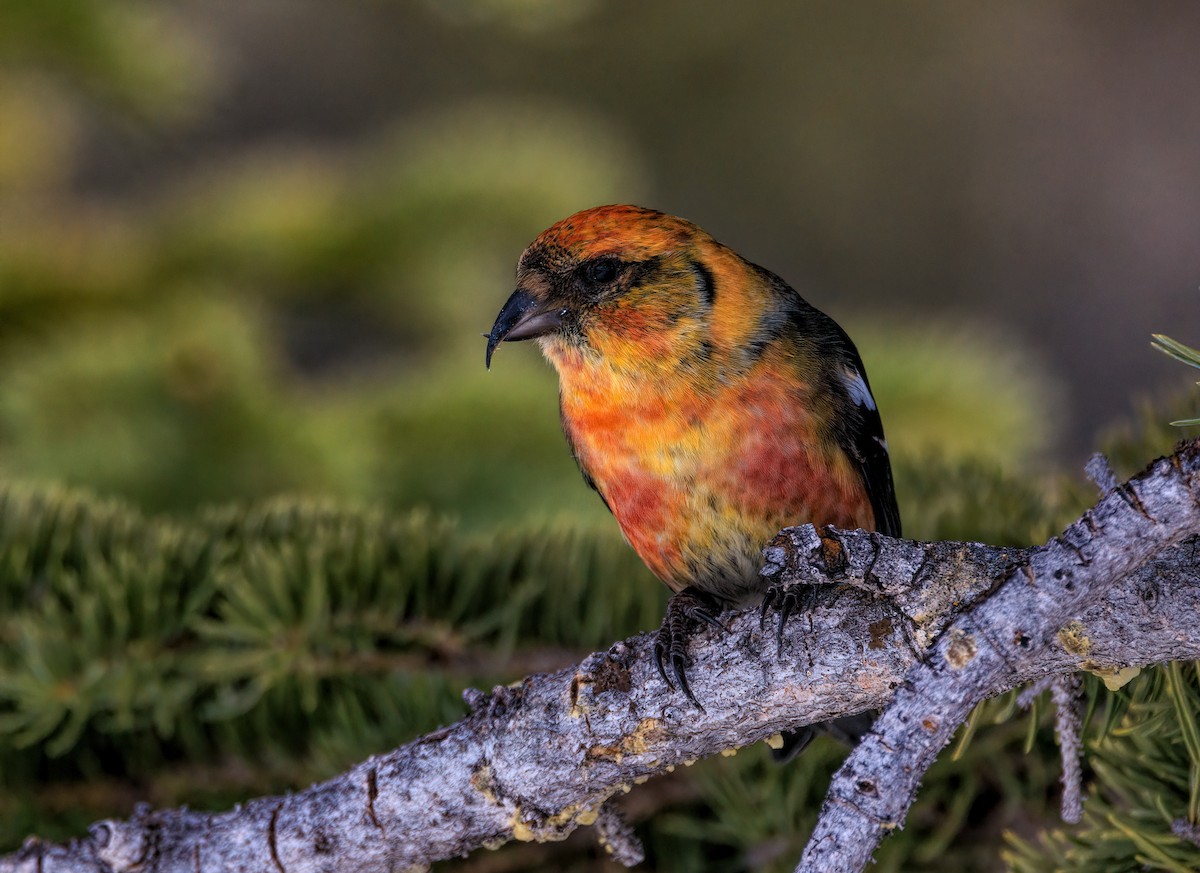 White-winged Crossbill - ML557478941