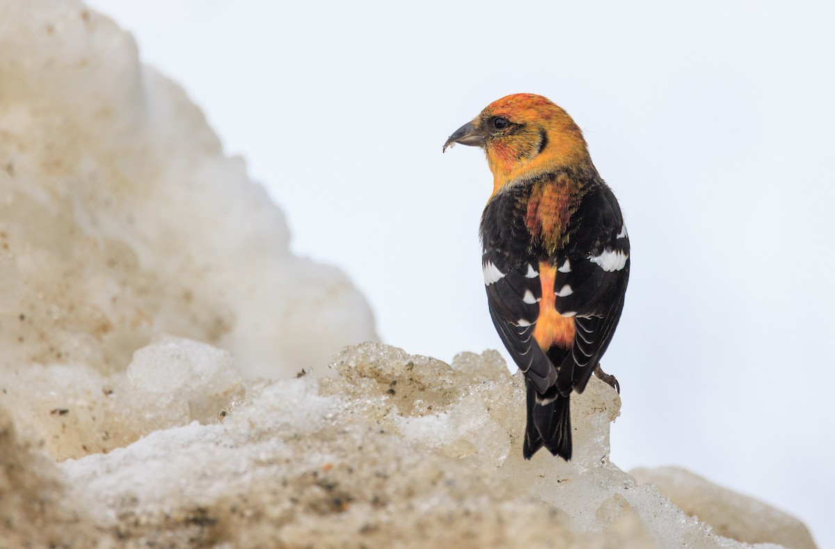 White-winged Crossbill - Bob Bowhay