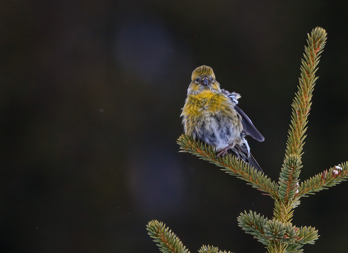 White-winged Crossbill - ML557478961