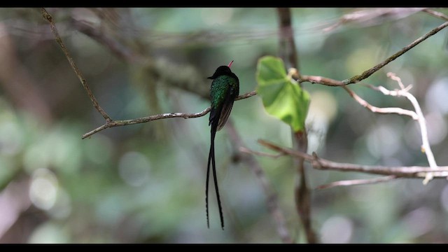 Red-billed Streamertail - ML557480171