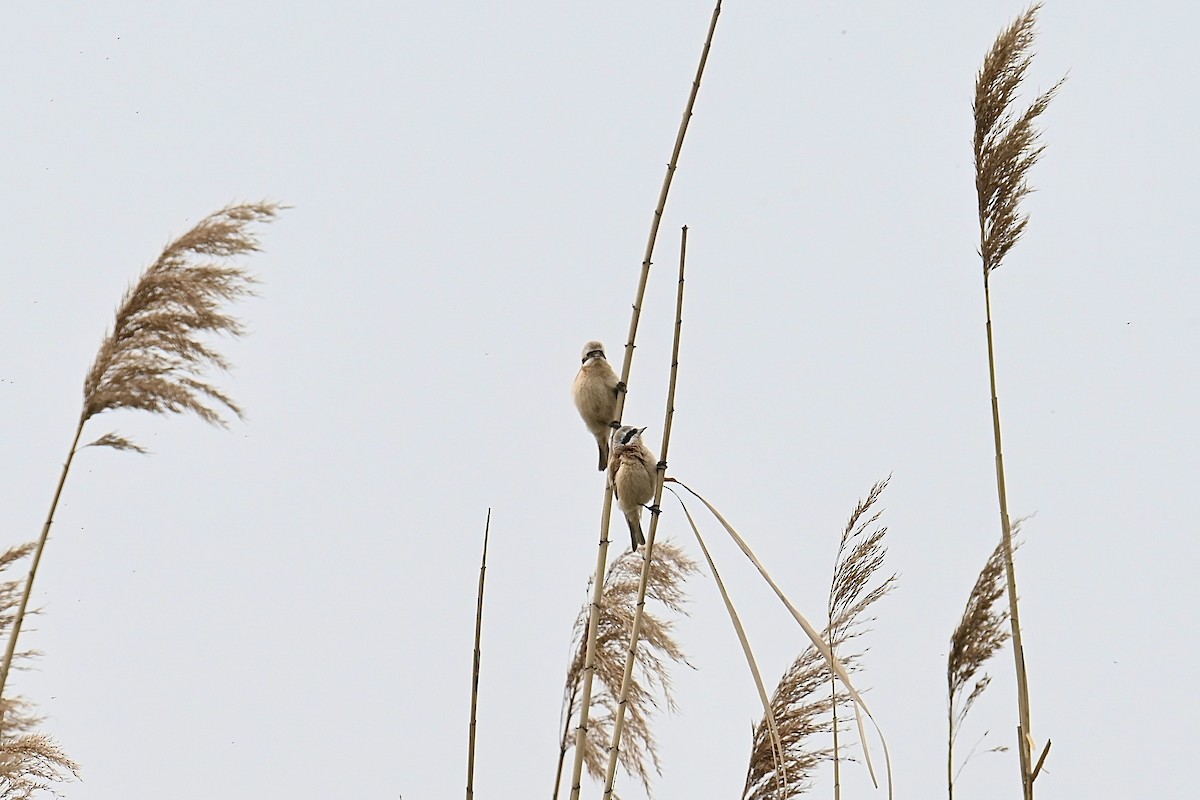 Chinese Penduline-Tit - Dong Qiu