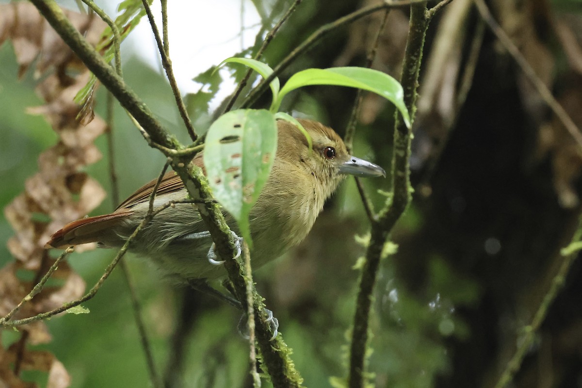 Russet Antshrike - ML557482291