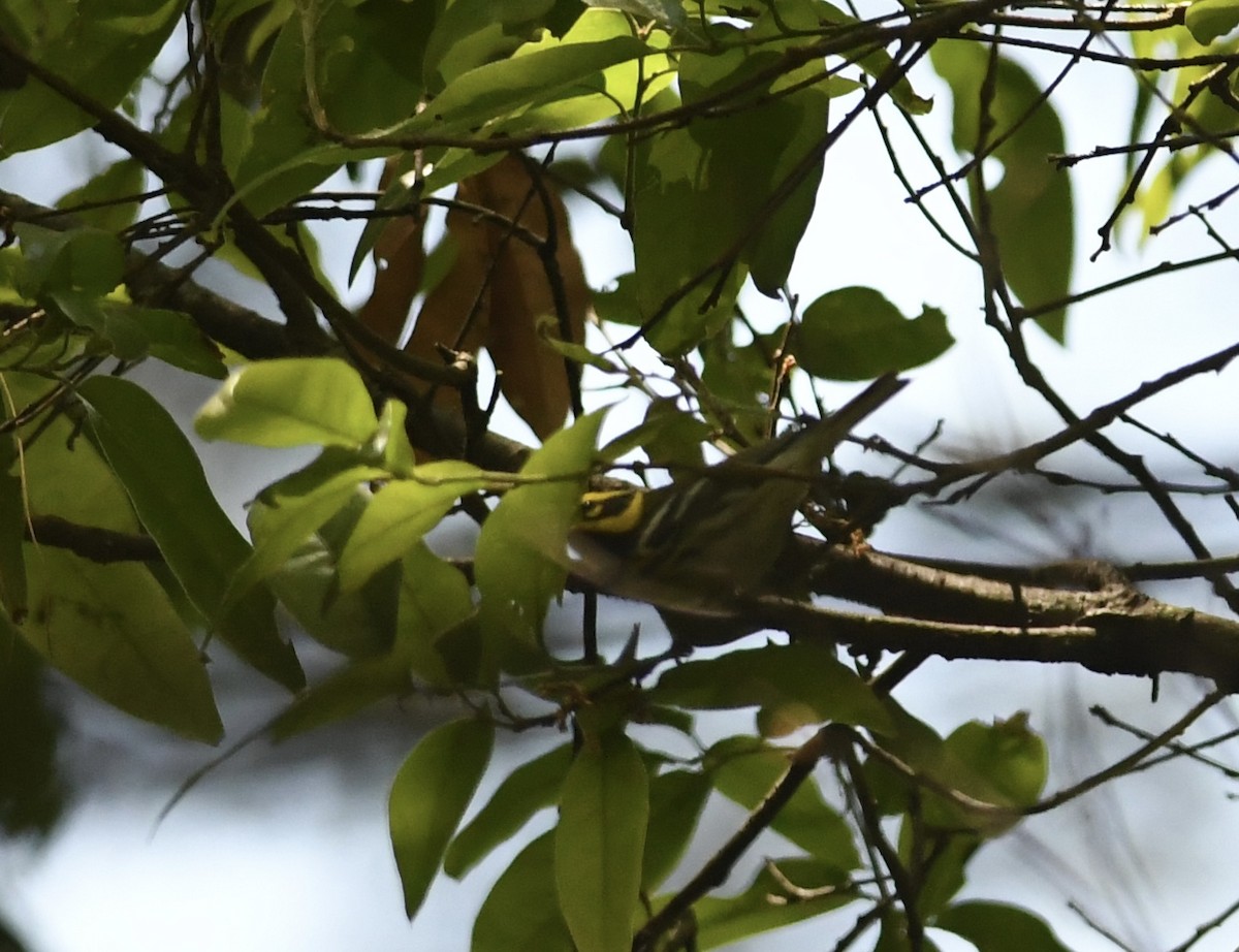 Townsend's Warbler - ML557482341