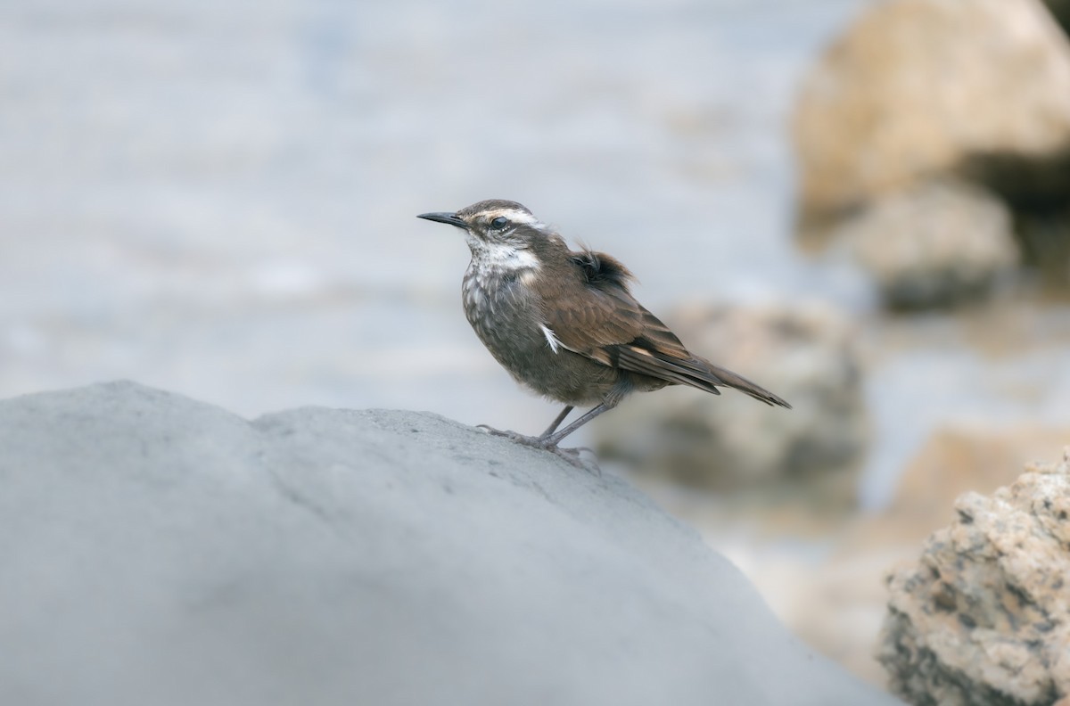 Gray-flanked Cinclodes - ML557482451