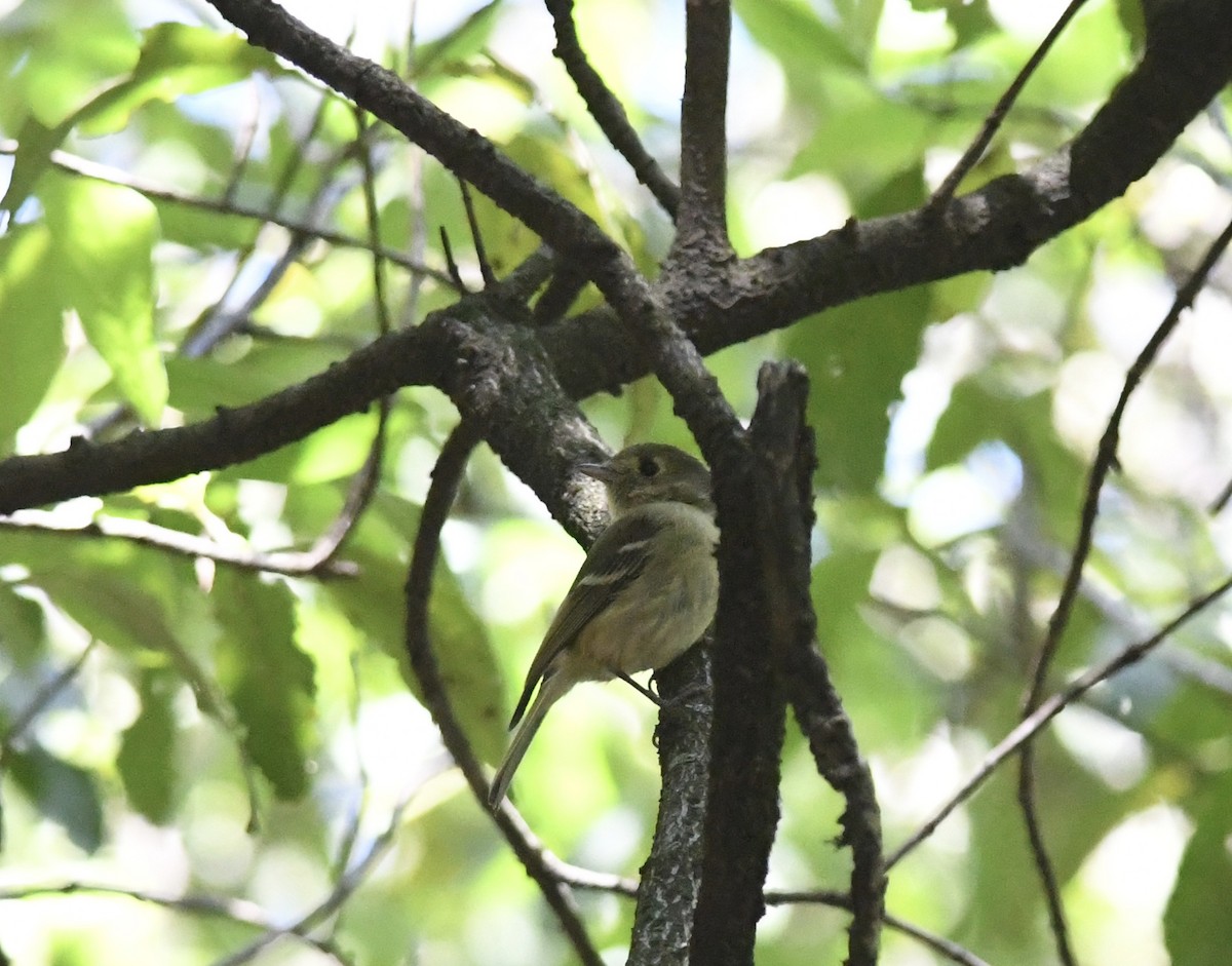 Hutton's Vireo - ML557483211