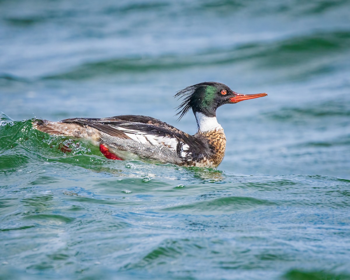 Red-breasted Merganser - Todd Fibus