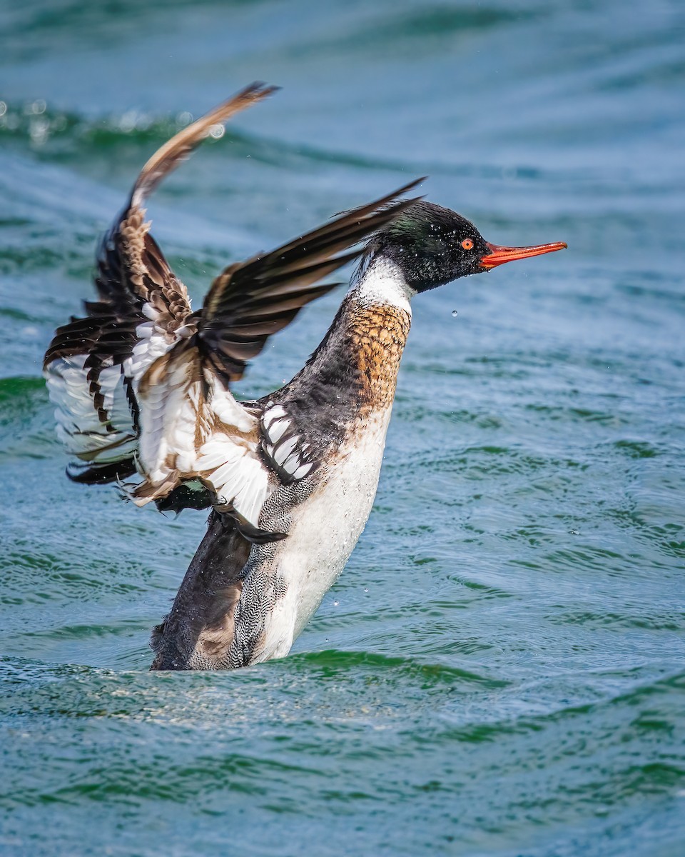 Red-breasted Merganser - Todd Fibus