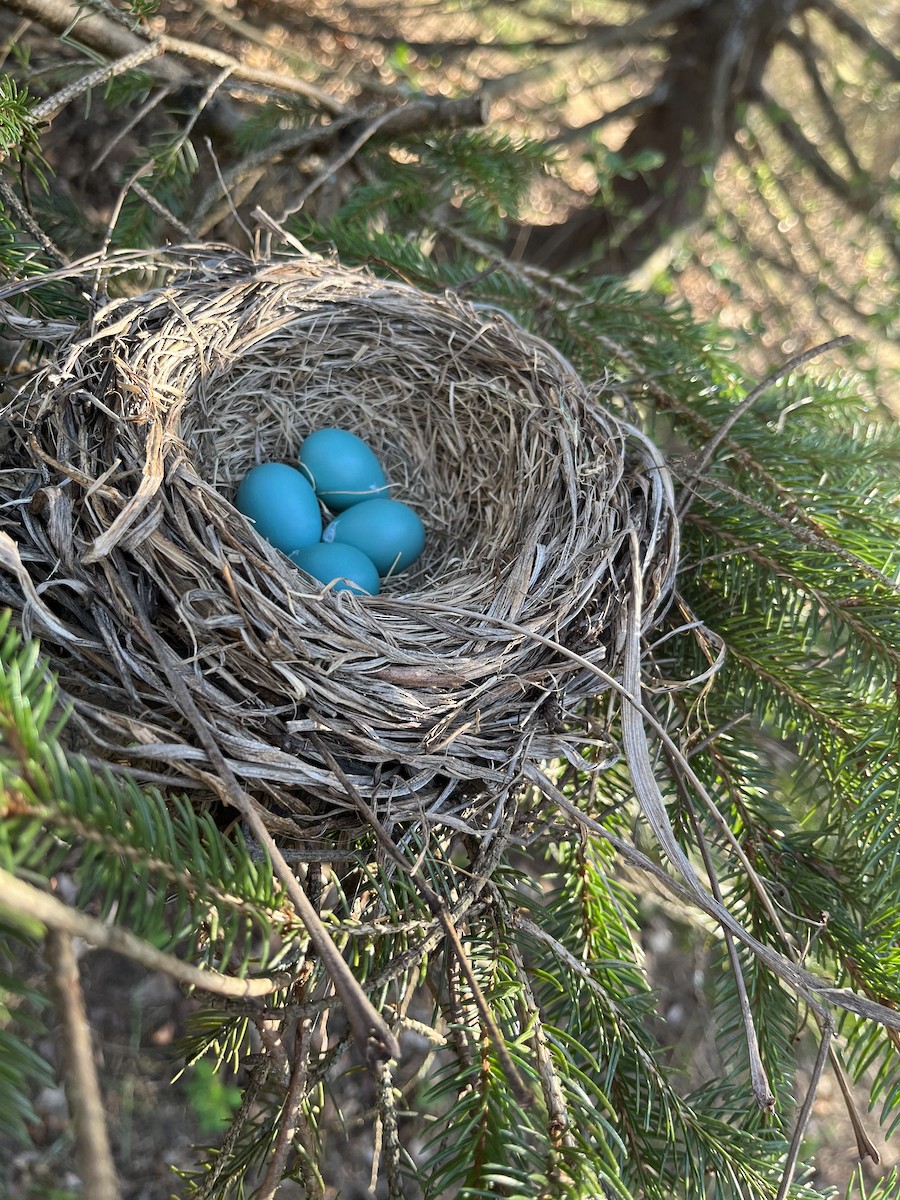 American Robin - Carolyn Stutzman