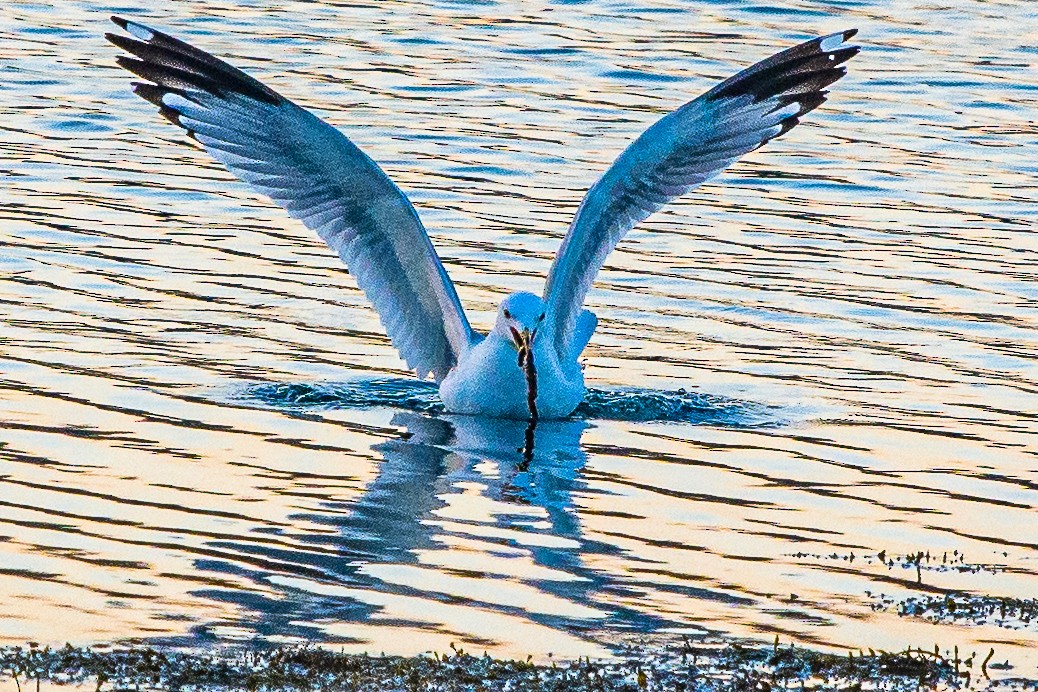 Ring-billed Gull - Walt Barrows