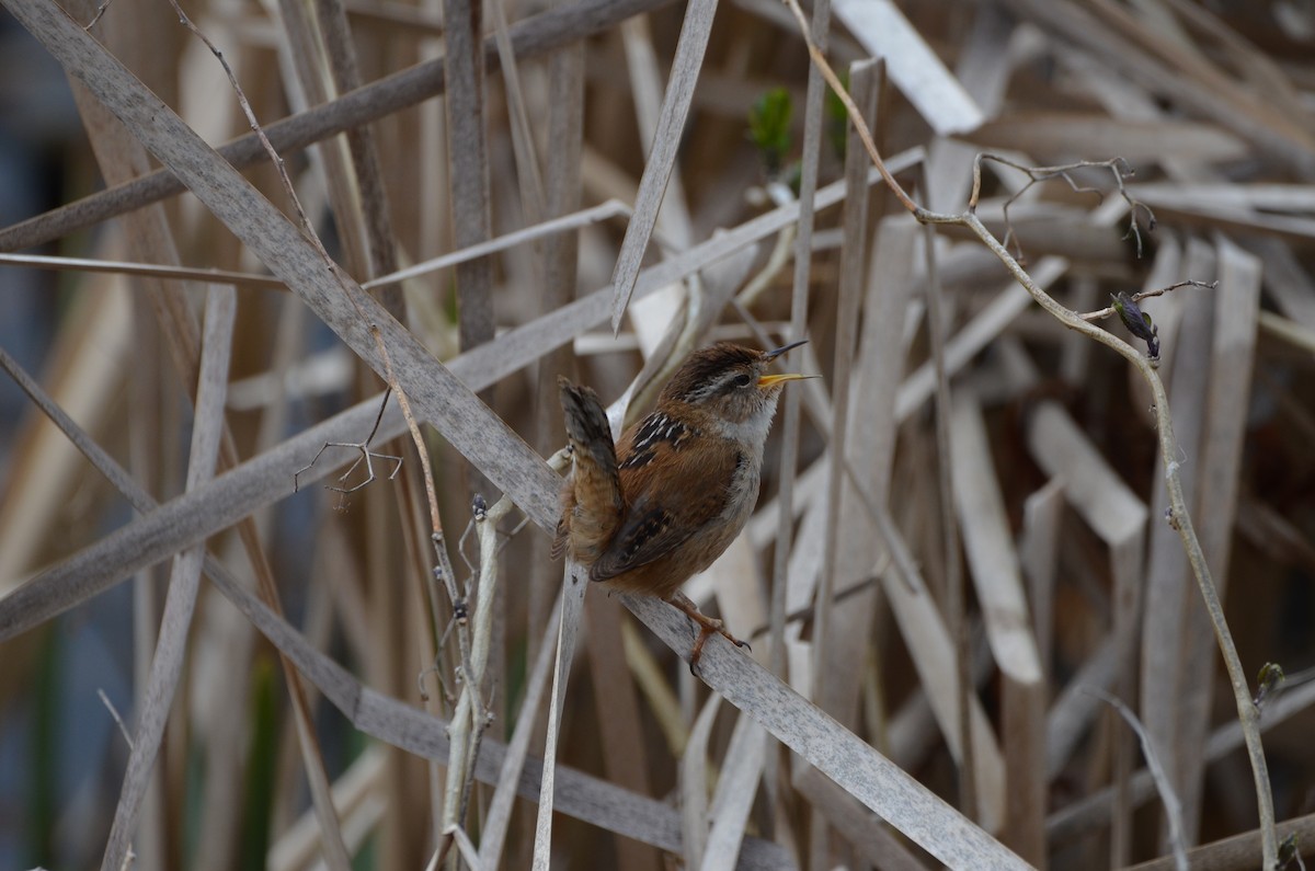 Marsh Wren (paludicola Group) - Andrew Jacobs