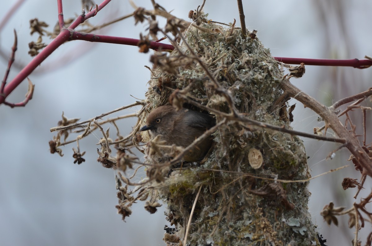 Bushtit (Pacific) - ML557485631