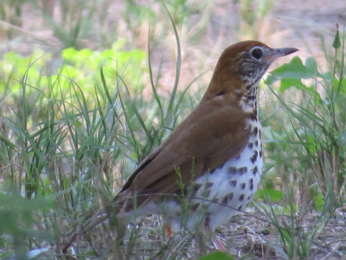 Wood Thrush - ML557485881