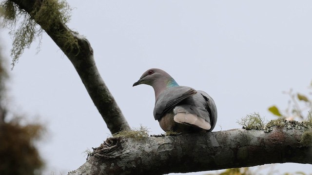 Ring-tailed Pigeon - ML557485981