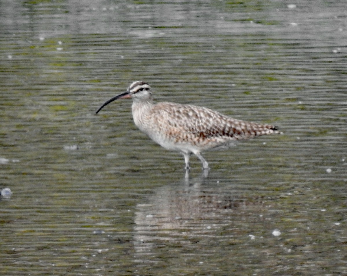Whimbrel - Layton Pace