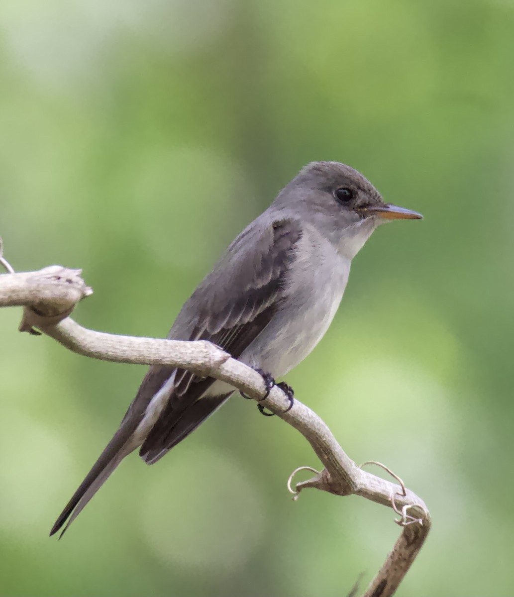 Eastern Wood-Pewee - ML557486231