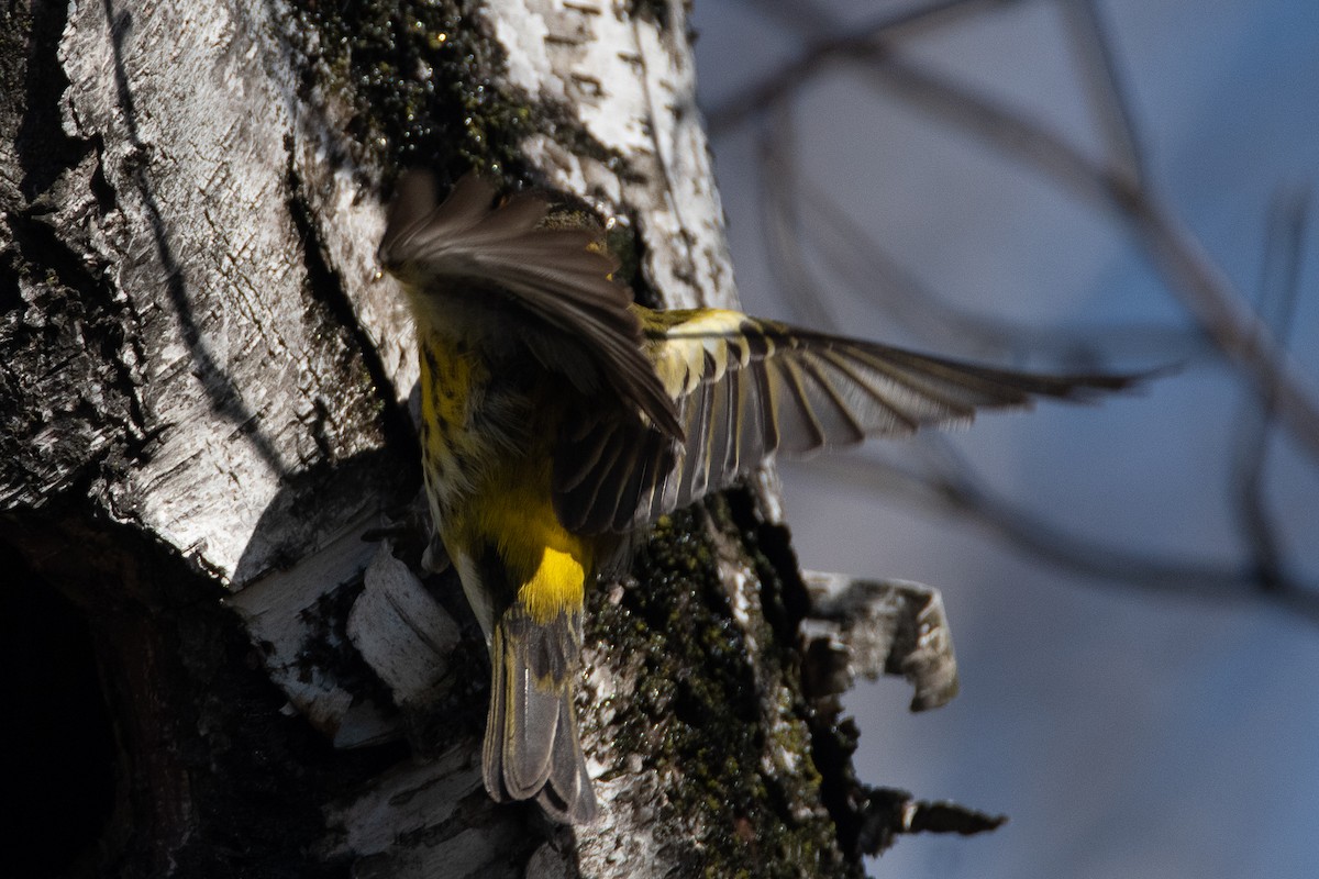 Cape May Warbler - C. R. C.