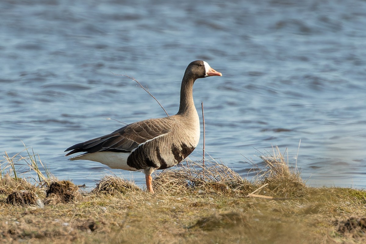 Greater White-fronted Goose - ML557486991