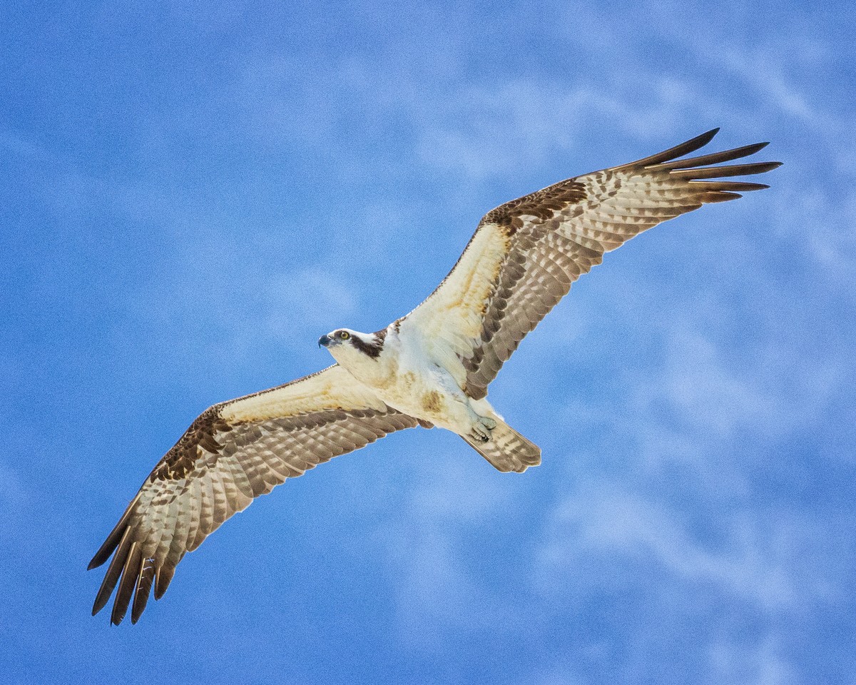 Águila Pescadora - ML557487891