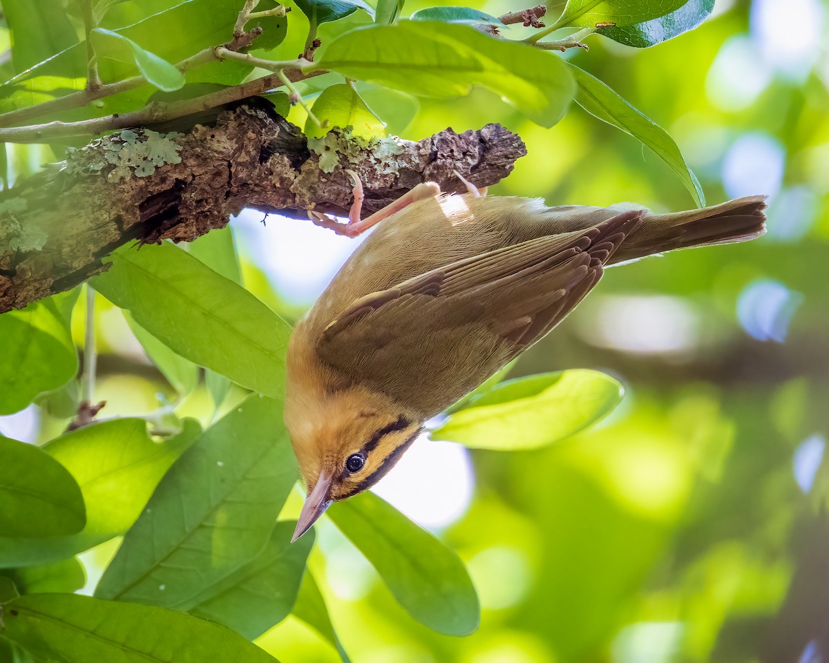 Worm-eating Warbler - Todd Fibus