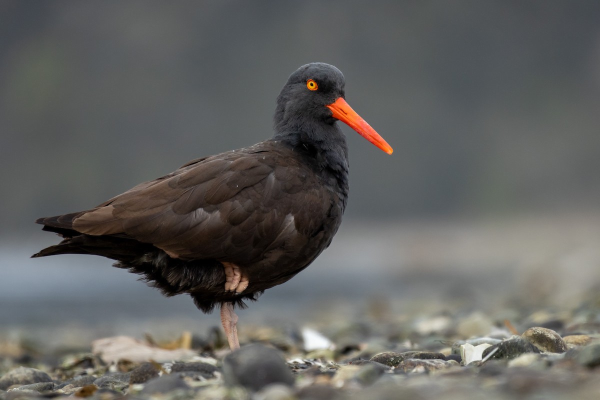 Black Oystercatcher - ML557489461