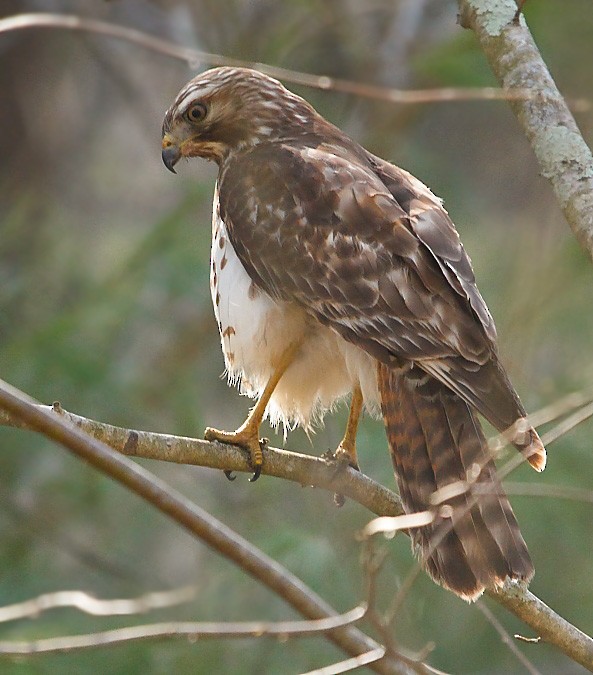 Red-tailed Hawk - ML557490061