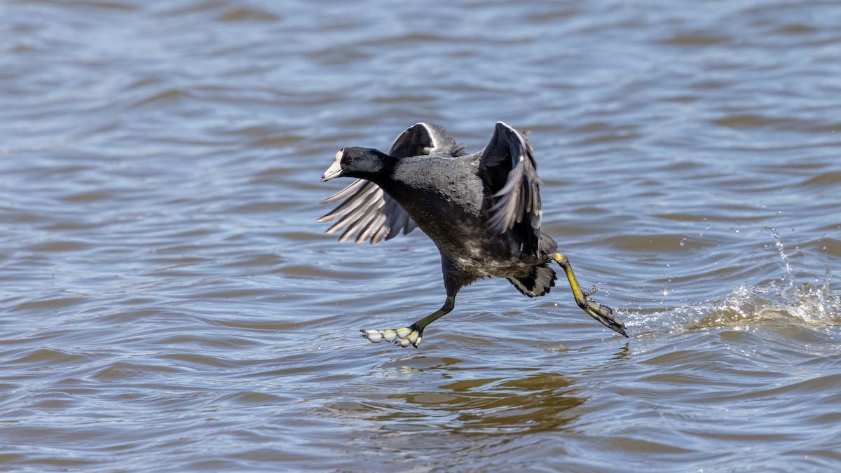 American Coot - Ken Drozd