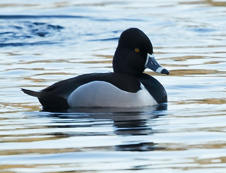 Ring-necked Duck - ML557491461